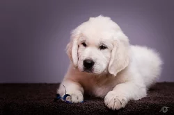 Štěně zlatý retriever s PP