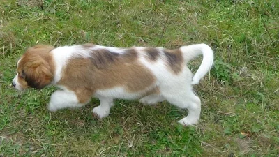 Kooikerhondje štěňátko (pejsek) s PP