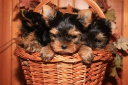 Jorkšírský teriér