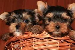 Jorkšírský teriér