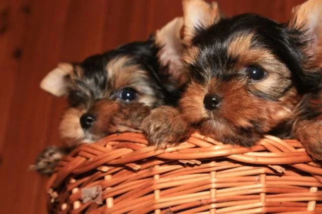 Jorkšírský teriér