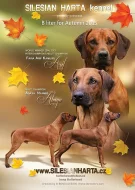Rhodéský ridgeback - štěňata s PP