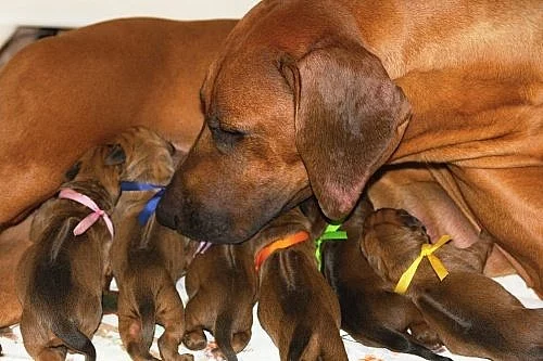 Rhodéský ridgeback - štěňata s PP