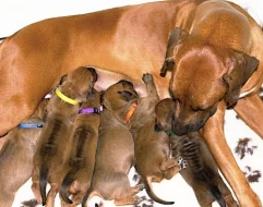 Rhodéský ridgeback - štěňata s PP