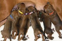 Rhodéský ridgeback - štěňata s PP