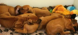Rhodéský ridgeback - štěňata s PP