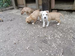 Štěňátka americk¨ého staforda