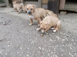 Štěňátka americk¨ého staforda