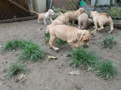 Štěňátka americk¨ého staforda