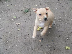 Štěňátka americk¨ého staforda