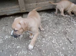 Štěňátka americk¨ého staforda