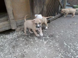 Štěňátka americk¨ého staforda