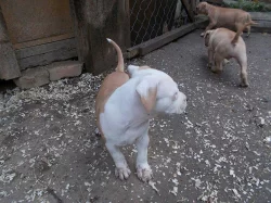 Štěňátka americk¨ého staforda