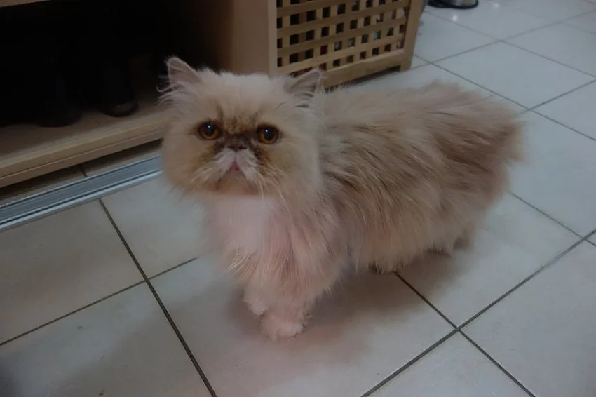 Perská krémovo bíla kočka