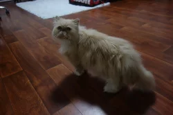 Perská krémovo bíla kočka