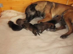 Belgický ovčák - Malinois