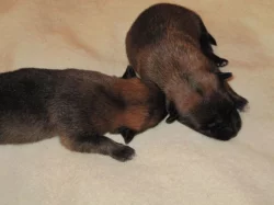 Belgický ovčák - Malinois