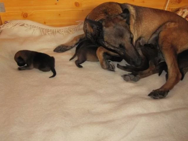 Belgický ovčák - Malinois