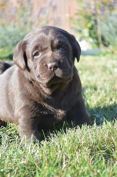 Labrador s PP-černá a tmavě čokoládová štěnda