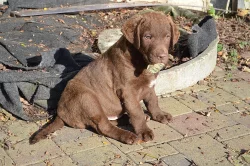 Hnědý retriever s PP