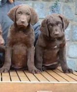 Hnědý retriever s PP