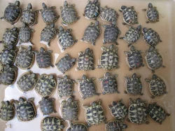 Želva zelenavá - Testudo hermanni