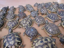 Želva zelenavá - Testudo hermanni