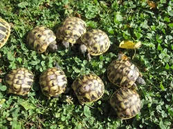 Želva zelenavá - Testudo hermanni