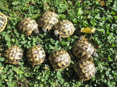 Želva zelenavá - Testudo hermanni