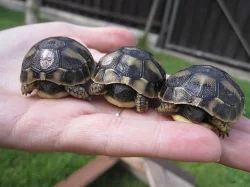 Želva zelenavá - Testudo hermanni