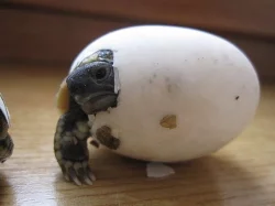 Želva zelenavá - Testudo hermanni