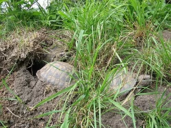 Želva zelenavá - Testudo hermanni