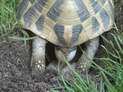 Želva zelenavá - Testudo hermanni