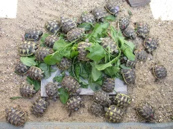 Želva zelenavá - Testudo hermanni