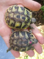 Želva zelenavá - Testudo hermanni