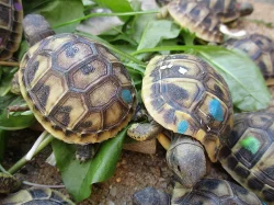Želva zelenavá - Testudo hermanni