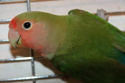 Agapornis růžohrdlý