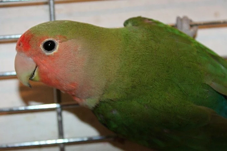 Agapornis růžohrdlý