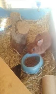Darujeme zakrslého králíčka a morče (ideálně spolu)