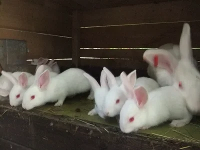 Brojleroví králíci-HYLA