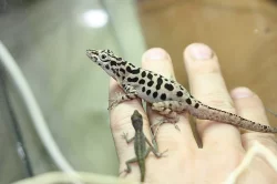 Anolis, želva, teratolepis