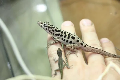Anolis, želva, teratolepis