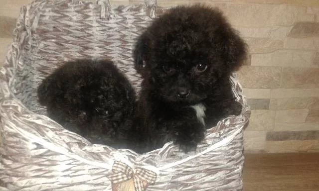 Boloňský psík barevný s PP/Ruská barevná bolonka