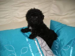 Boloňský psík barevný s PP/Ruská barevná bolonka