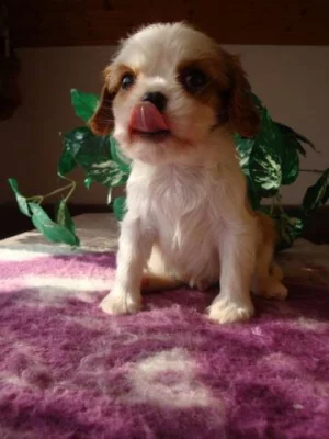 Kavalír King Charles španěl, KKCHš
