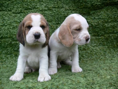 Beagle štěňátka
