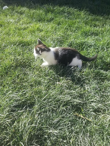 Daruji černou bilou kočičku Ying Yang