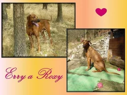 Rhodéský Ridgeback - štěňátka