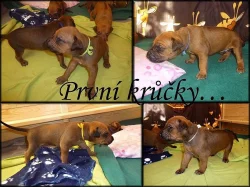 Rhodéský Ridgeback - štěňátka