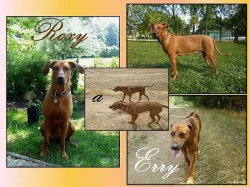 Rhodéský Ridgeback - štěňátka